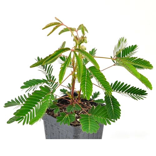 Mimosa pudica Sensitive Plant Touch-Me-Not Bashful Houseplant Live Flowering Perennial with Foliage that Moves When Touched or Brushed Cnt Sz: 3