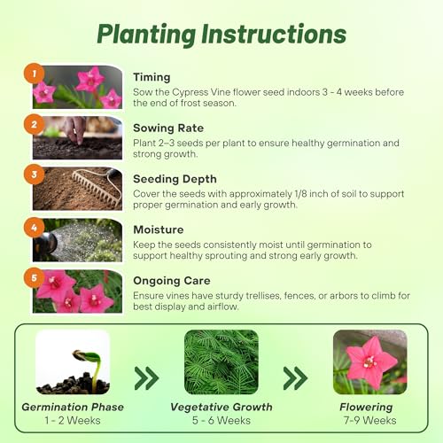 Image of Outsidepride Rose Cypress Vine Seeds - 200 Pcs Annual Flower Seeds with Nectar-Rich, Star-Shaped Flowers & Feathery, Fern-Like Leaves for Fences, Trellises, Pergolas & Vertical Gardens