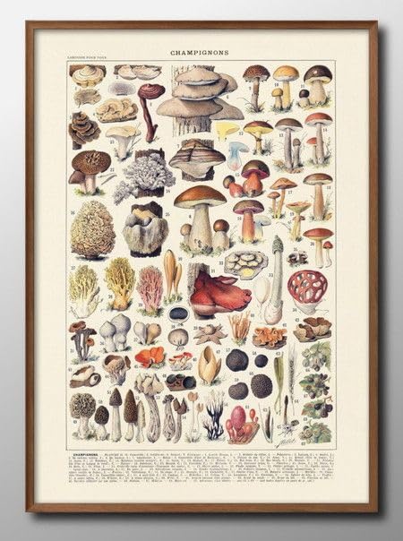 淡い幻想きのこの水彩(原画) 淡い幻想きのこの水彩(原画) 幻想的な森の