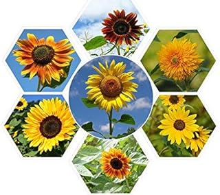 Sunflower Seeds for Planting - "Super Nova" Mix - Heirloom Non-GMO USA Grown - 7 Different Types of Sunflower Big and Smal...
