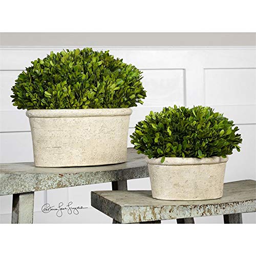 BOWERY HILL Preserved Boxwood 2 Piece Oval Dome Set in Mossy Stone