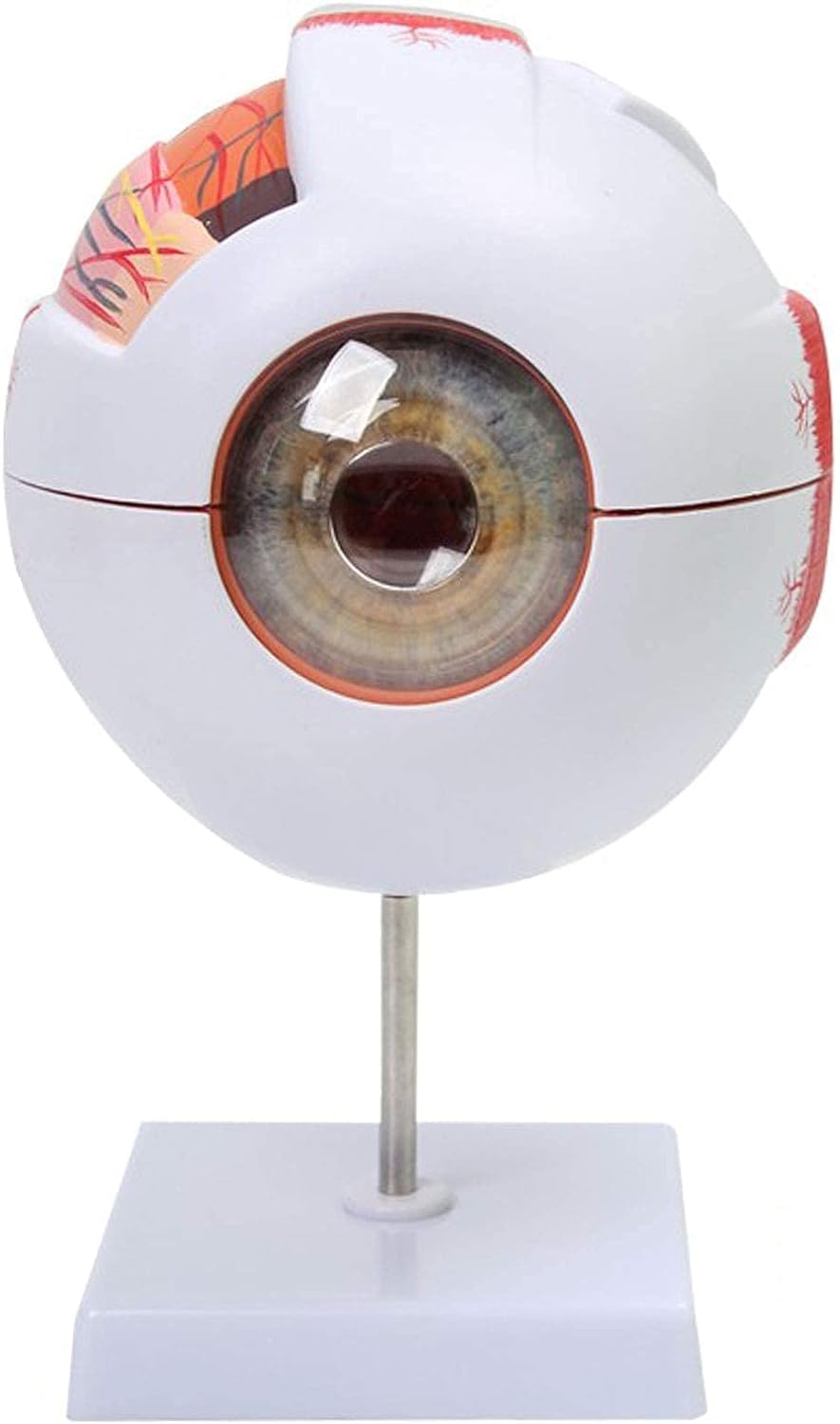 Amazon.co.jp: 眼模型6 X人眼解剖模型眼球は7部分に拡大し、水平面は