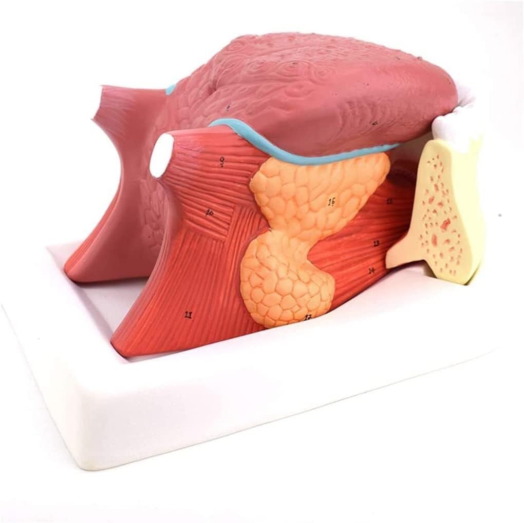 Modello anatomico della Lingua Umana, Modello anatomico dei Denti della Lingua, Modello di Simulazione della Struttura della Lingua Umana, Modello didattico dell'anatomia Muscolare