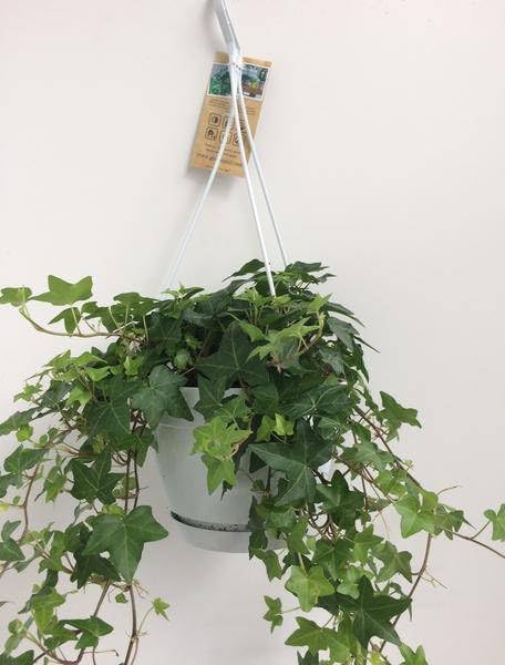 Hedera Helix Grün – Gemeiner Efeu – Zimmerpflanze im Hängetopf – Ø17cm – immergrüne Hänge – und Kletterpflanze für Innen – & Außenbereich