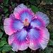 10 Rare Blue Purple Hibiscus Seeds Hardy Giant Flower Tropical Exotic Pink White