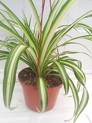 La planta de araña del océano fácil de cultivar limpia el aire nueva cesta colgante de 6 pulgadas de Jm Bamboo