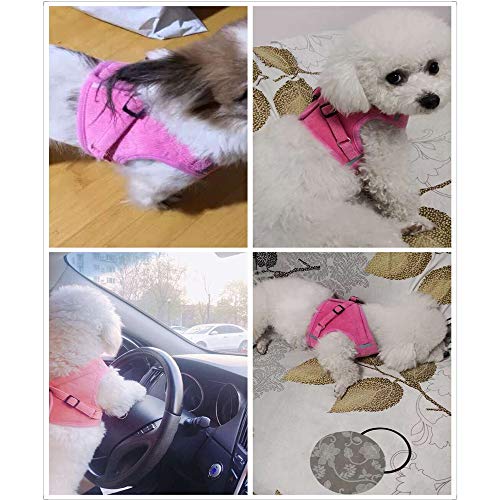 Pettorina e guinzaglio in rete morbida per cani e