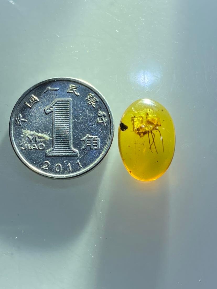 Burmese burmite Cretaceous Big Spider Insect Fossil Amber Myanmar