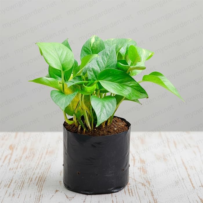 Good Luck Live Money Plant (Golden Pothos) in Pot | Vastu Air Purifying Indoor Plant for Home Decor, Office Desk & Gifting-image-34