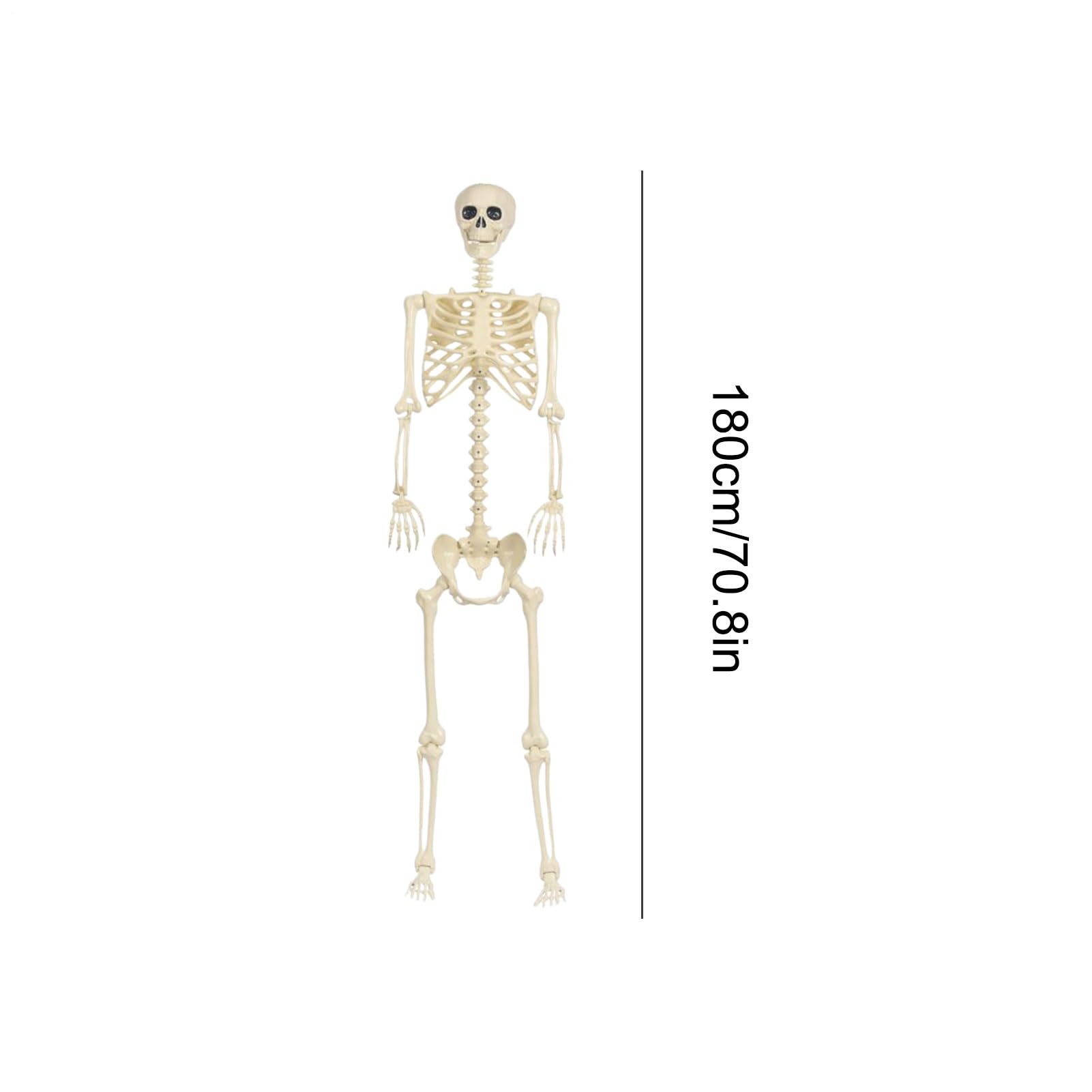 Genérico Esqueleto De Halloween Modelo Ataúd Vertical con Baño Novedoso