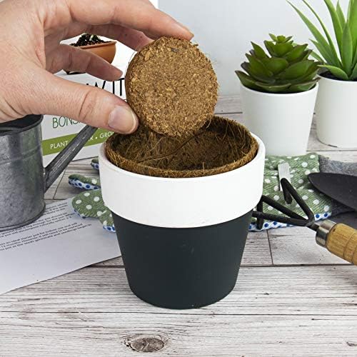 Gift Republic Grow Your Own Bonsai Kit - Indoor Bonsai Tree Plant Mini Tree Growing Set- Gift Idea - 4