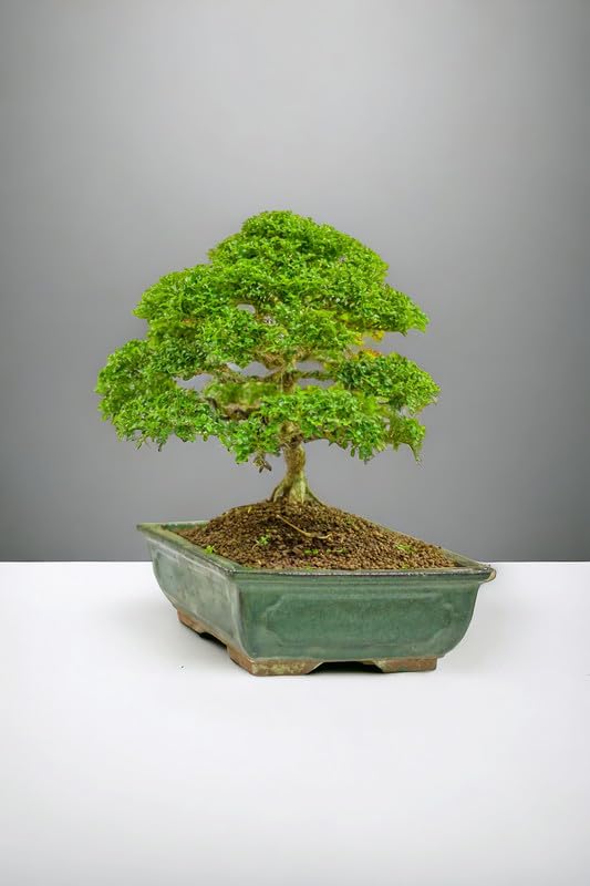 Ficus bonsai plant live,Japanese Kingsville Boxwood Bonsai Tree,7 Years old Plant Pack of 1 With pot-image-2