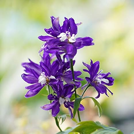 Amazon Co Jp デルフィニウム ダークブルー ポット苗 予約販売10月中旬頃入荷予定 Diy 工具 ガーデン