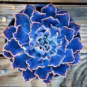 Portal Cool 50Pcs: Mix Colors Echeveria Crassulaceae Easy Grow Bonsai Piante succulente Jtoo 03