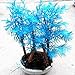 20 semillas PC Mini Bonsai azul Metasequoia. Plantas raras azul natural
