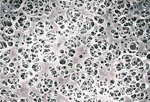 Advantec MFS Y020A035A Coated Cellulose Acetate Membrane Filter, 35 mm Diameter (Pack of 100)