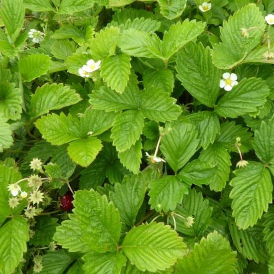 6x Fraisier des bois 'Alexandria' - Fragaria vesca ‘Alexandria’ - Godet 9x9cm