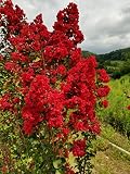 Dynamite Red Crape Myrtle - Red Flowering Tree - Live Plant Shipped 1 Foot Tall by DAS Farms (No California)