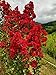 Dynamite Red Crapemyrtle Tree - Live Plants Shipped in Gallon Containers