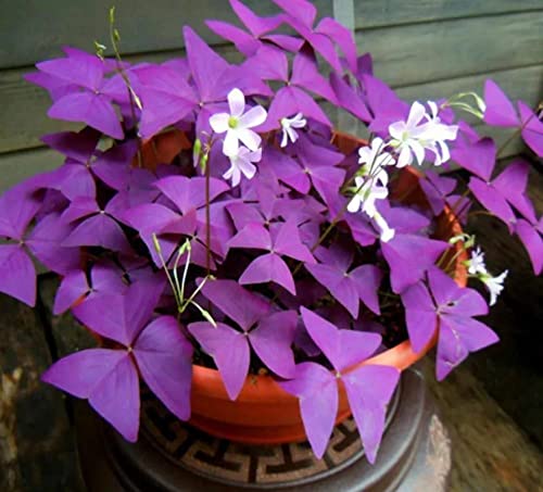 10 Bulbs Oxalis Triangularis Purple Shamrock Bulbs Lucky Lovely Flowers Bulbs For Planting #TOP19