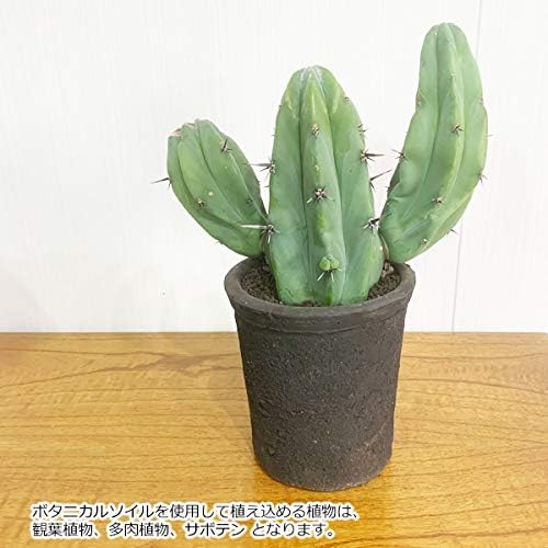 Amazon Co Jp ボタニカルソイル 1ｌ ２袋 観葉植物 土 虫がわかない 室内 清潔 栄養 黒土 多肉 サボテン 用土 ２ｌ Diy 工具 ガーデン