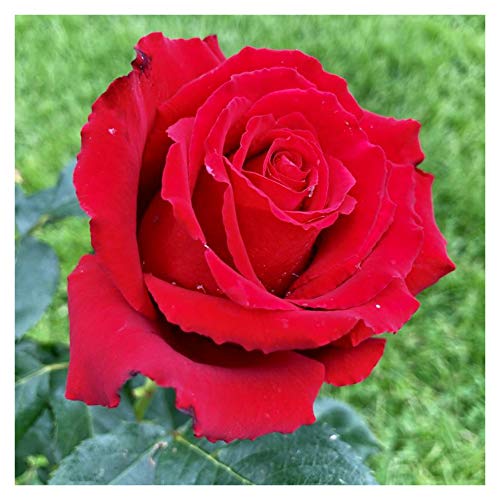 Country Garden Roses Name your own Red Rose Bush, a lovely gift that flowers year after year.