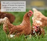 1kg Hen Oystershell Chicken Grit GJJ - Image 5