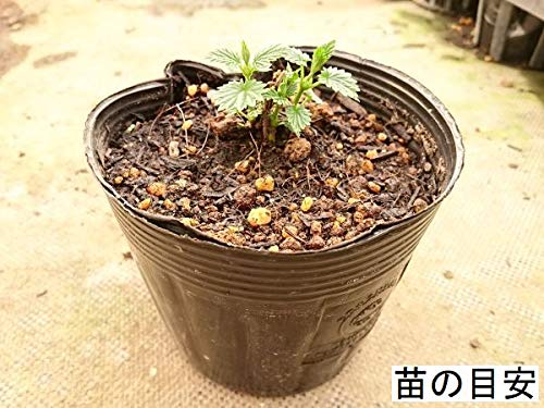 Amazon | ホップ ザーツ Saaz 雌株 | 花