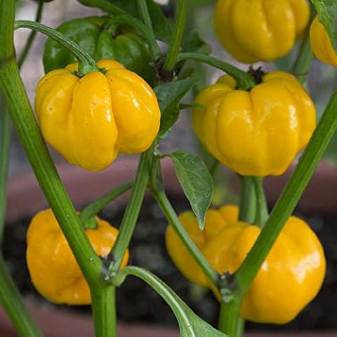Viridis Hortus - 20 x Scotch Bonnet Yellow Chilli Hot Pepper Vegetable Seeds Cover