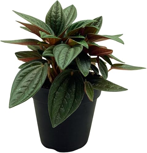 BubbleBlooms Peperomia Rosso albovittata en maceta de 4 pulgadas