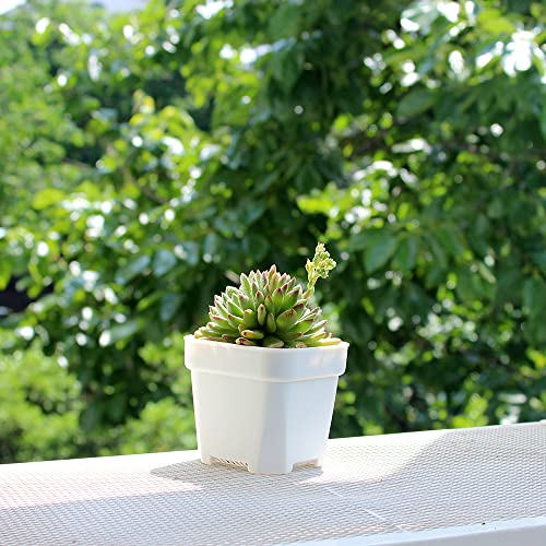 Bangqiao 3.65 Inch Plastic Square Nursery And Seedlings Pots, White Plastic Flower Plant Pots, Pack Of 10 #TOP3