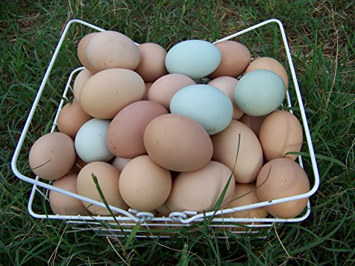 Fertile Hatching Eggs