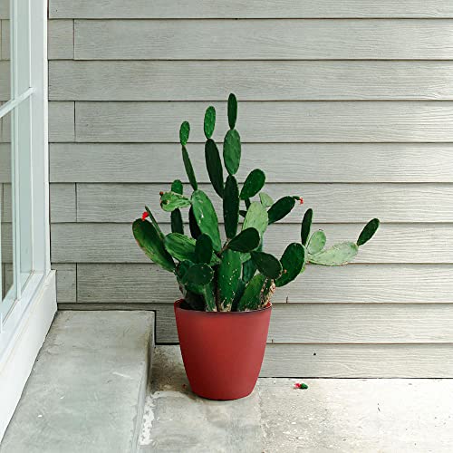 Rich Atlas 2 Pack Plant Pots Durable Decorative Flower Pots,8 Inch Planter With Drainage Hole + 6 Inch Planter Set For Indoor And Outdoor Plants,Flowers,Succulents - Red #TOP7