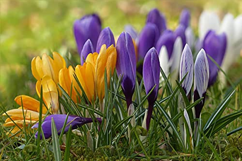 Image of IMP. Saffron | Crocus Excellent Quality Flower Bulbs for Attractive Aromatic Flowers Home Outdoor Gardening Plants Flowering Bulbs (pack of 12, Multicolour)