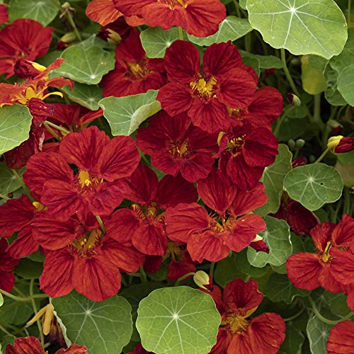 Outsidepride Tropaeolum Nasturtium Mahogany Climbing, Vining, Flowering, Plants For Trellis, Fences, Arbors & More - 200 Seeds #TOP6