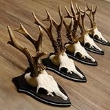 rehbock geweih aufbau Die Geweihe sind frisch gereinigt, ordentlich sauber und sofort einsatzbereit für die Wand - Dekoration.