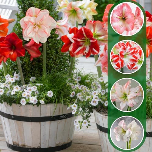 FLORIUM - Amaryllis Geheimnis Kollektion, (10 Blumenzwiebeln in Großformat 26/30), Winterhart Hippeastrum Zwiebel perfekt für Zimmer & Garten, Exklusive Echte Pflanzen aus Holland (keine Samen, Wachs)