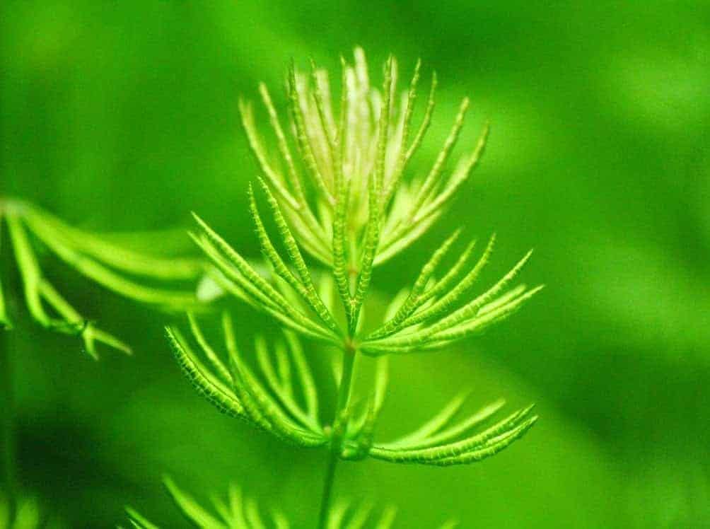 Foxtail aquarium live plant (Pack of 12) (B0CWLNPLWY) Amazon Price History, Amazon Price Tracker