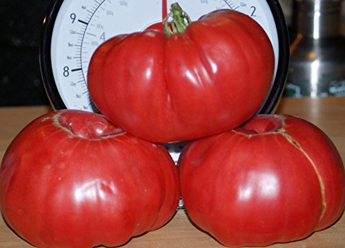 CSNCH 2 Oz Tomato Giant Oxheart Seeds Sizes Huge Rare Unique