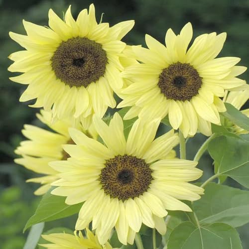 semillas de girasol, semillas de silvestres perennes resistentes, raras balcón jardín decoracion 200pcs