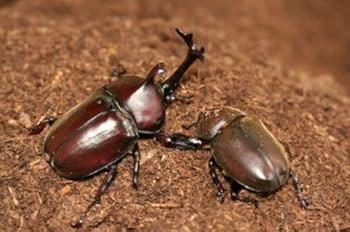 【たっぷり200リットル】ハイコスパ発酵カブトムシマット　低価格で大量飼育できる たっぷり200リットル】ハイコスパ発酵カブトムシマット 低価格で