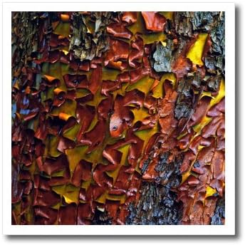 Danita Delimont  Árboles  Oregon, Siskiyou NF, Pacific madrone Árbol  us38 bja0212  Jaynes Gallery  Hierro Sobre transferencias de calor