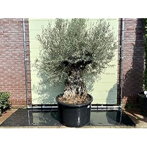 Olea Europea – Olijfboom bonsai stamomvang 100-120cm