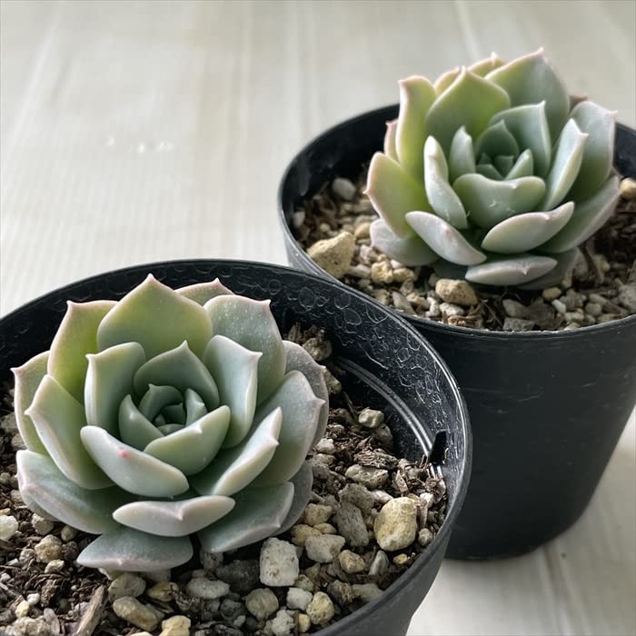 Amazon｜多肉植物 skエケベリア ラウイ×ヒアリナ 多肉植物 エケベリア
