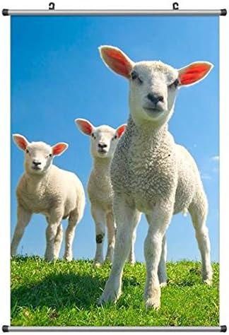 Amazon Co Jp かわいいラム 動物の写真ポスター掛け軸 60cmx90cm ホーム キッチン
