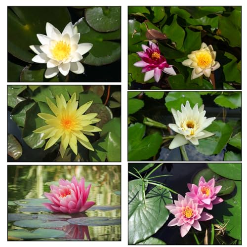Lincolnshire Pond Plants Ltd - 3 Water Lily Pack -