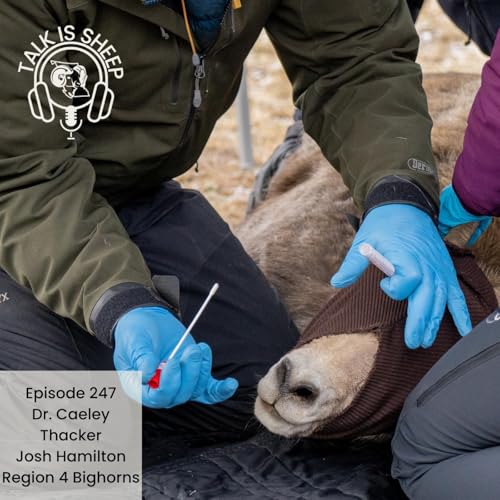 Page de couverture de Safeguarding Bighorns – A Health Initiative in the Kootenays