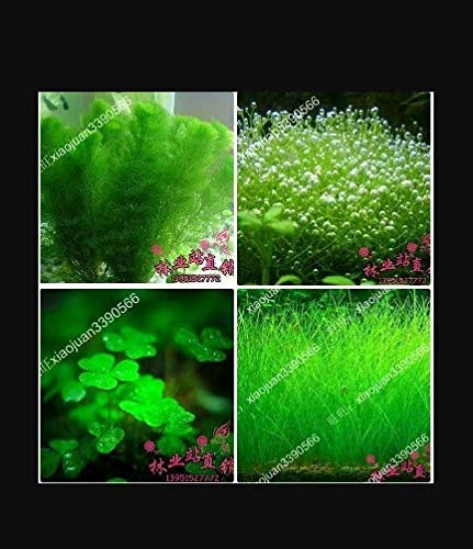 ScoutSeed Mezclado 100 Unids Semillas Plantas Tanque de Peces Acuario DecoraciAn Hierba JardAn Acuario S