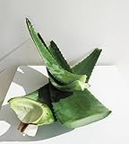 foglie fresche e intere di pianta aloe vera (1kg)