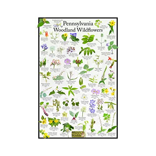 Pennsylvania Woodland Wildflower Identification Chart | Picture ID Poster for Common Forest Flowers (20" x 30")
